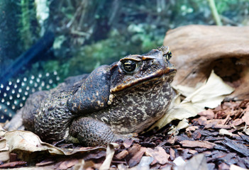 Жаба Ага Giant Marine Toad