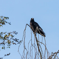 Crow