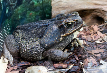 Жаба Ага Giant Marine Toad