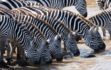 Group of zebras drinking water from the river. Kenya. Tanzania. National Park. Serengeti. Maasai...