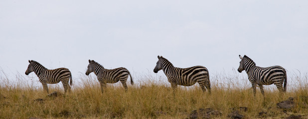 Obraz na płótnie Canvas Group of zebras in the savannah. Kenya. Tanzania. National Park. Serengeti. Maasai Mara. An excellent illustration.