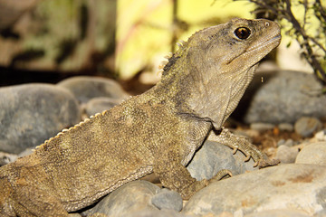 Tuatara,Sphenodon punctatus,rare living fossil, New Zealand