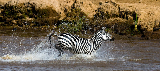 Fototapeta na wymiar Zebra crossing a river. Kenya. Tanzania. National Park. Serengeti. Maasai Mara. An excellent illustration.