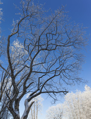 Fototapeta na wymiar Beautiful frozen tree on blue sky background