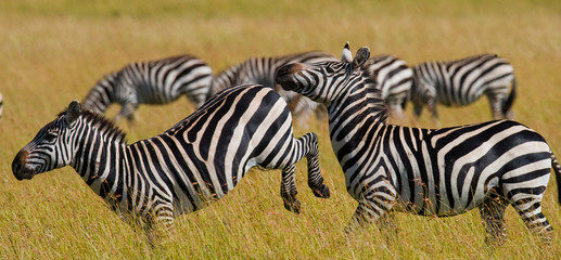 Fototapeta na wymiar Two zebras playing with each other. Kenya. Tanzania. National Park. Serengeti. Maasai Mara. An excellent illustration.
