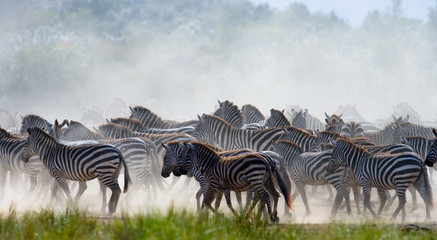 Group of zebras in the dust. Kenya. Tanzania. National Park. Serengeti. Maasai Mara. An excellent...