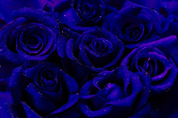 Dark blue roses glimpse color style background  with water drops