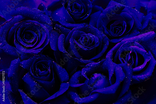 Dark Blue Roses Glimpse Color Style Background With Water