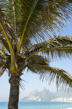 Close-up of palm tree against a bright background of Ipanema Beach and the Rio de Janeiro, Brazil skyline with Two Brothers Dois Irmaos Mountain