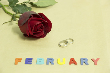 Red roses, rings and colorful word "FEBRUARY" valentine concept