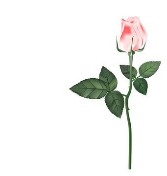 roses watercolor