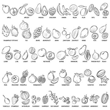 Hand drawn vector set of fruits and berries vintage illustrations.