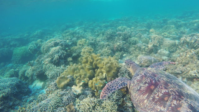 Sea turtle swimming by coral reef.Diving and snorkeling in the tropical sea.Travel concept,Adventure concept.4K video,ultra HD.