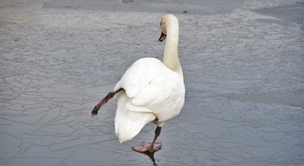 White swan is standing on the ice on one foot