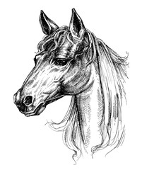 Obraz premium Horse head drawing