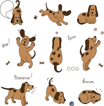 Set of images of a dog