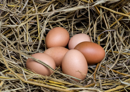 chicken eggs on nestle