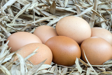 chicken eggs on nestle