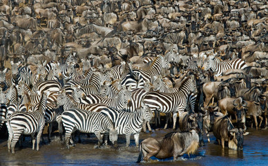 Fototapeta na wymiar Group of zebras are drinking water from the river. Kenya. Tanzania. National Park. Serengeti. Maasai Mara. 