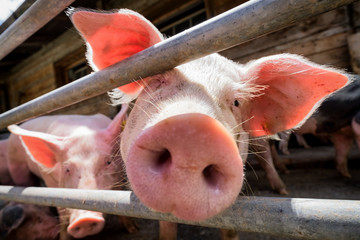 piglet © fottoo