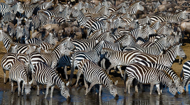 Group of zebras drinking water from the river. Kenya. Tanzania. National Park. Serengeti. Maasai Mara. An excellent illustration.