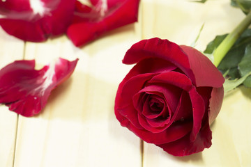 Red rose and rose petals on wood background