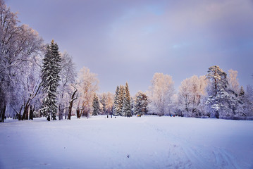 Snow Park in winter in Pavlovsk St. Petersburg