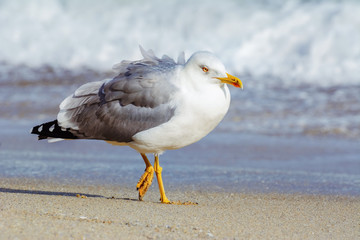 Seagull on the Beach