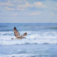 flying Young Seagull