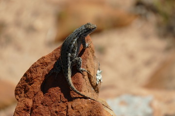 Small Lizard Perched on a Rock