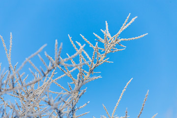 winterland