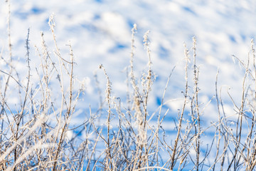 Fototapeta premium winterland