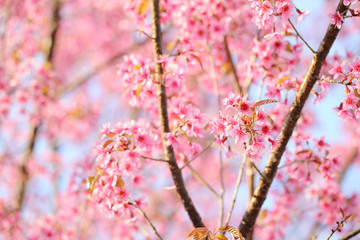 Cherry blossom , pink sakura flower