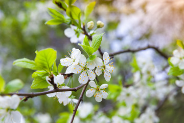 Apple tree branch with white flowers in spring