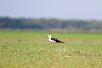 Water bird black-winged red stilt