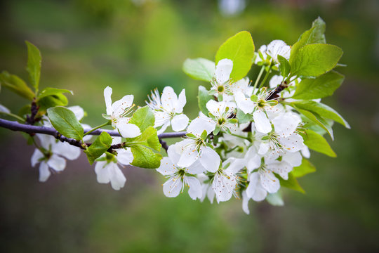 Apple Tree Branch With White Flowers