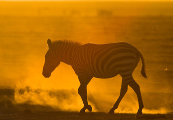 Fototapeta na wymiar Zebra in the dust against the setting sun. Kenya. Tanzania. National Park. Serengeti. Maasai Mara. An excellent illustration.