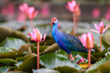 Purple swamphen wading