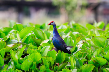 Purple swamphen wading