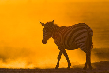 Zebra in the dust against the setting sun. Kenya. Tanzania. National Park. Serengeti. Maasai Mara. An excellent illustration.