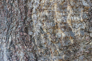 Old Wood Tree Texture
