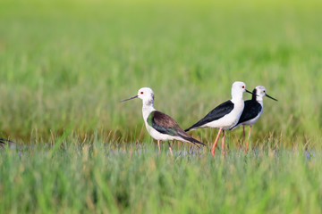 Water bird black-winged red stilt