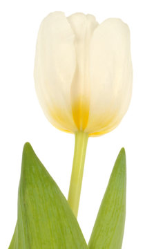 Tulipe Blanche