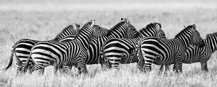 Fototapeta Group of zebras in the savannah. Kenya. Tanzania. National Park. Serengeti. Maasai Mara. An excellent illustration.