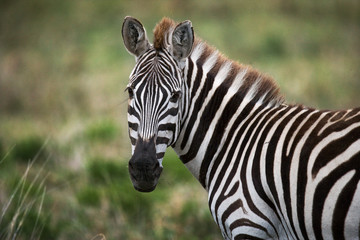 Fototapeta na wymiar Portrait of a zebra. Close-up. Kenya. Tanzania. National Park. Serengeti. Maasai Mara. An excellent illustration.