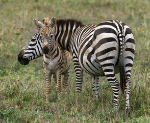 Fototapeta na wymiar Zebra with a baby. Kenya. Tanzania. National Park. Serengeti. Maasai Mara. An excellent illustration.