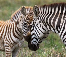 Zebra with a baby. Kenya. Tanzania. National Park. Serengeti. Maasai Mara. An excellent illustration.
