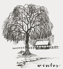 Winter sketch, willow tree - obrazy, fototapety, plakaty