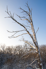Winter landscape, snow, trees, sky