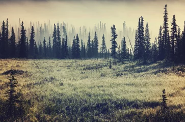 Papier Peint photo Forêt dans le brouillard Brouillard sur prairie